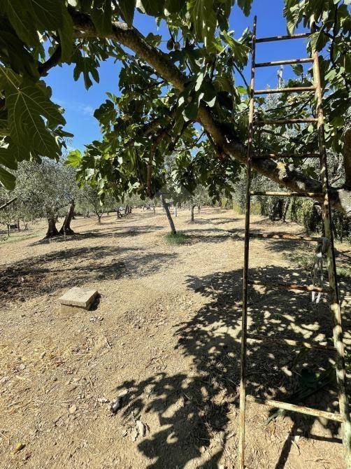 Terreno a Panicale in Viale della Repubblica - Foto 4