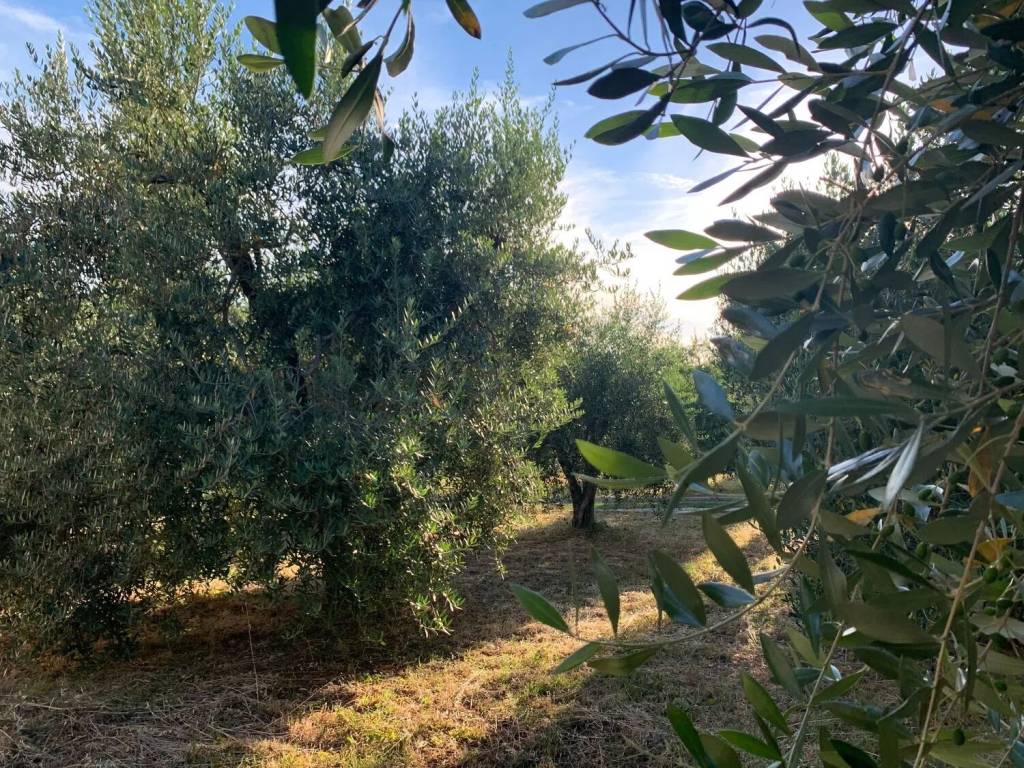 Terreno a Manciano in Frazione Montemerano, 1 - Foto 2