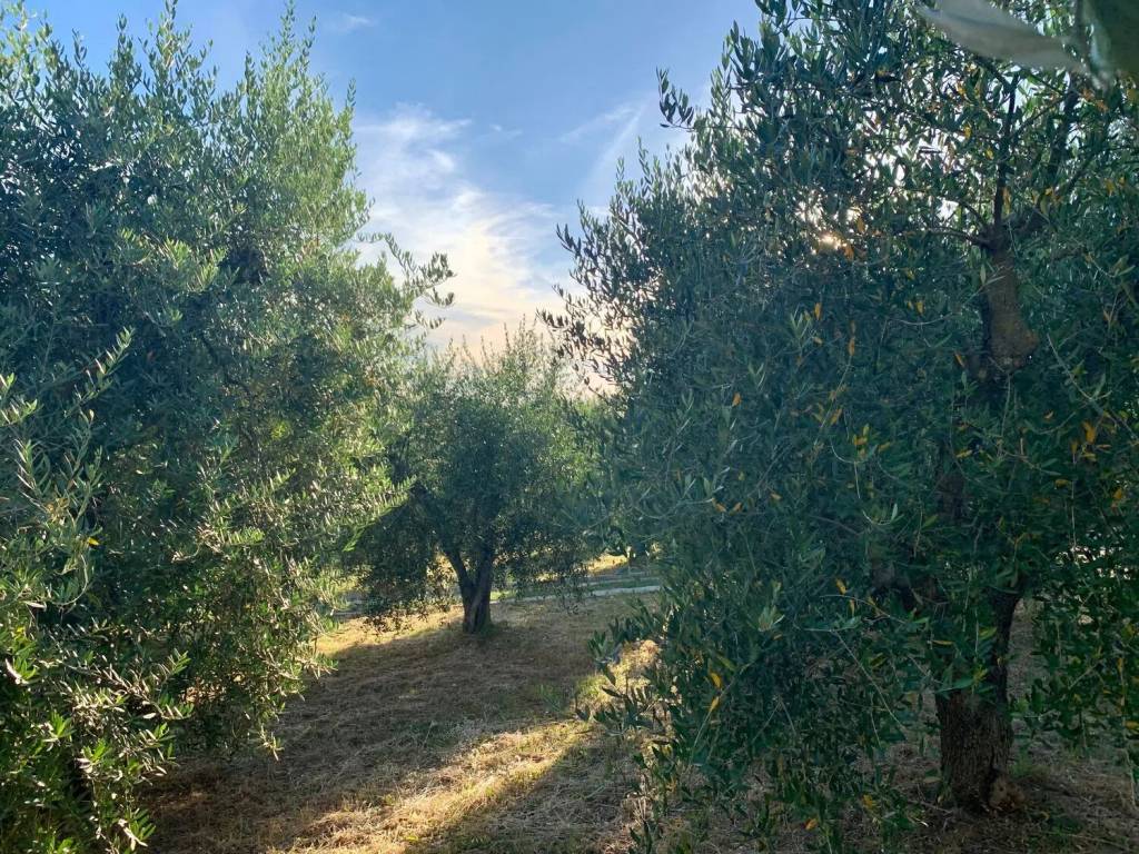 Terreno a Manciano in Frazione Montemerano, 1 - Foto 3