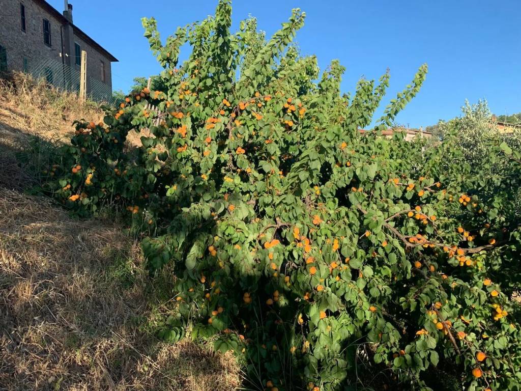 Terreno a Manciano in Frazione Montemerano, 1 - Foto 4