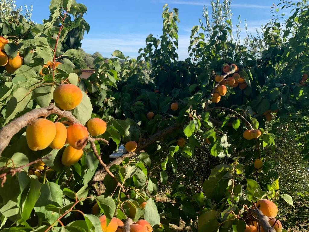 Terreno a Manciano in Frazione Montemerano, 1 - Foto 5