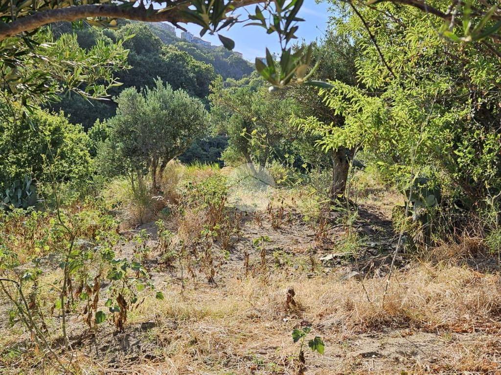 Terreno a Montepaone in Località Palucoli - Foto 5