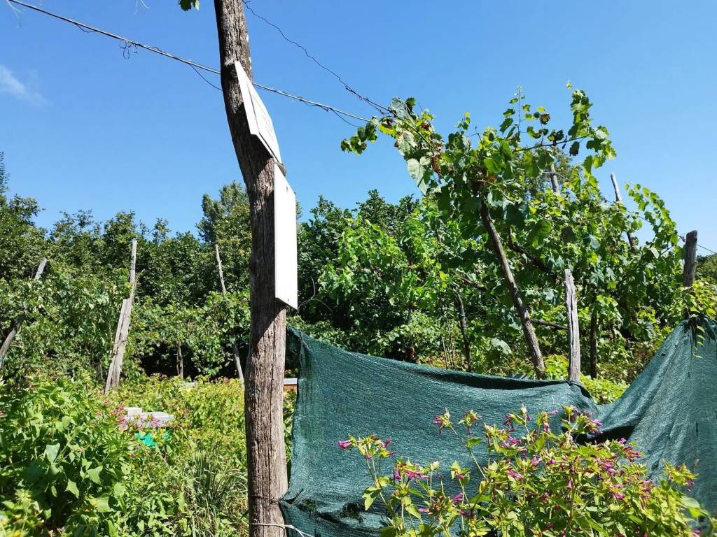 Terreno a Contrada in Via Schiti S.N.C. - Foto 4