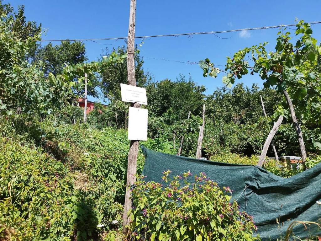 Terreno a Contrada in Via Schiti S.N.C. - Foto 5