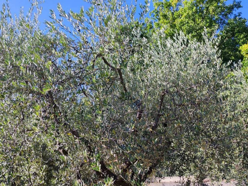 Terreno a Contrada in Contrada Trignara S.N.C. - Foto 2