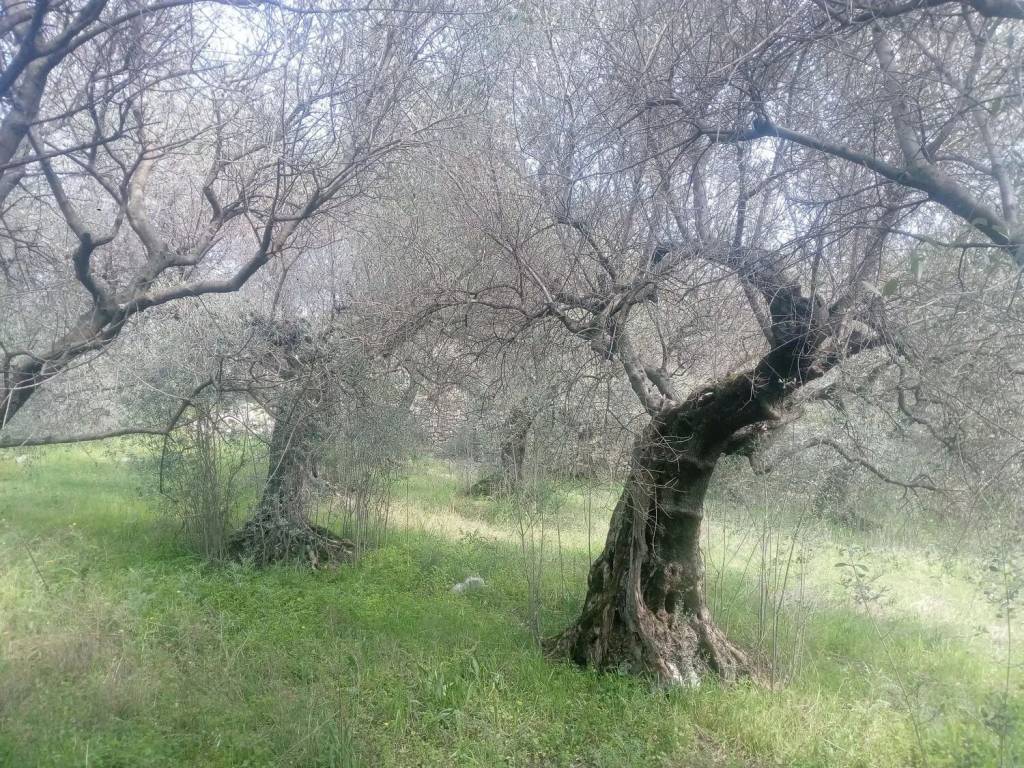 Terreno a Sirignano in Via Gesu' E Maria S.N.C. - Foto 5