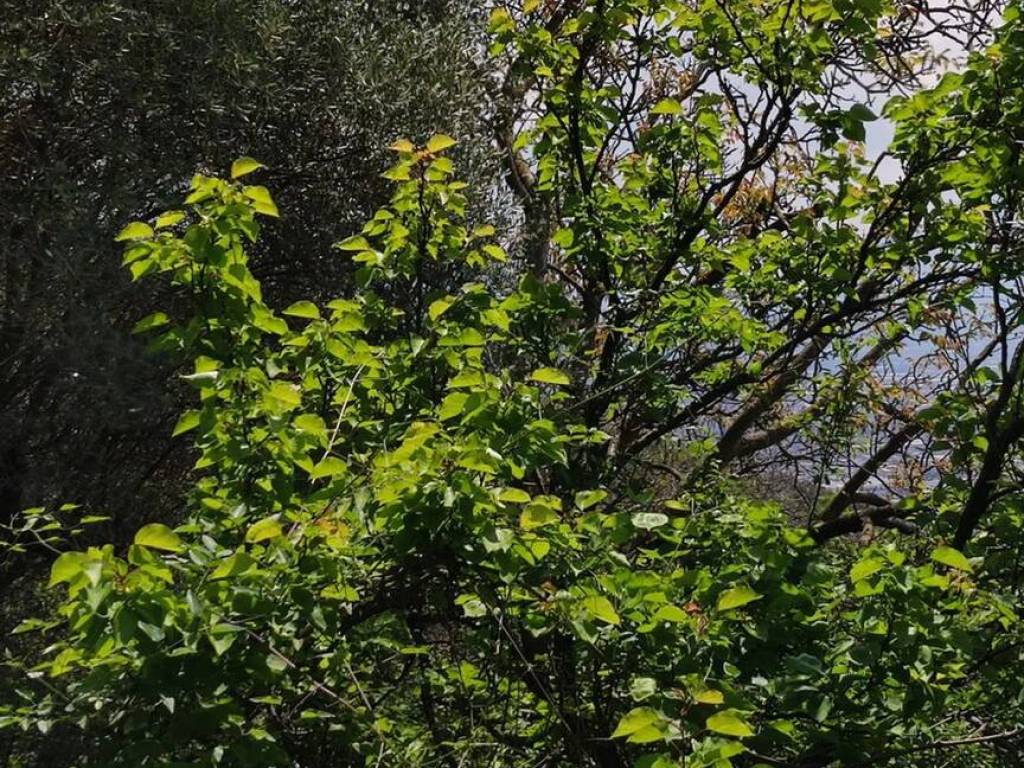 Terreno a Sarno in Contrada Monte Di Fora S.N.C. - Foto 3