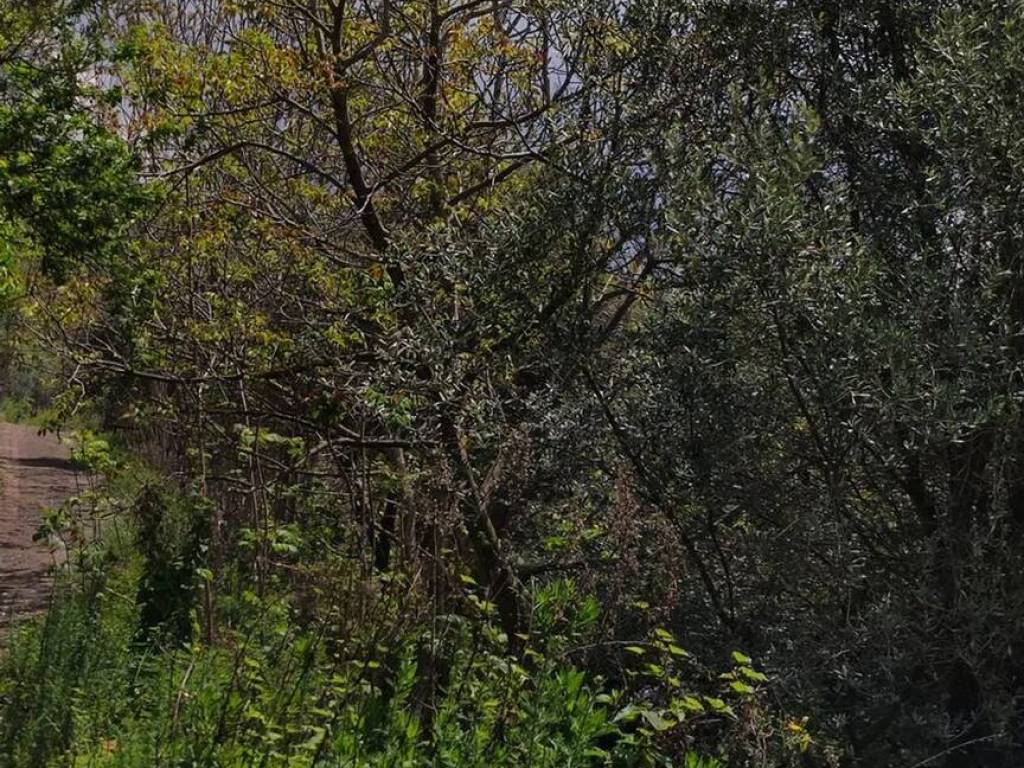 Terreno a Sarno in Contrada Monte Di Fora S.N.C. - Foto 4