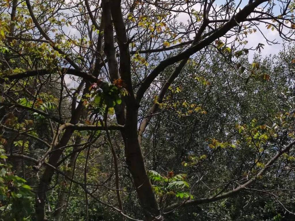 Terreno a Sarno in Contrada Monte Di Fora S.N.C. - Foto 5