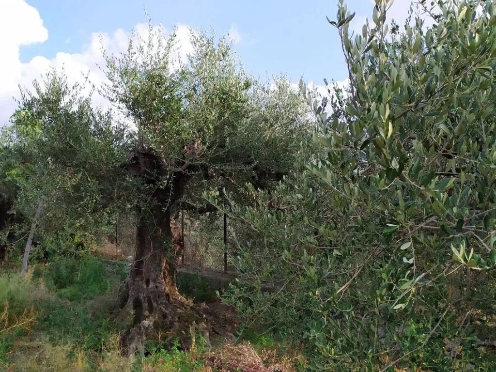 Terreno a Sirignano in Via Gesù E Maria S.N.C. - Foto 3