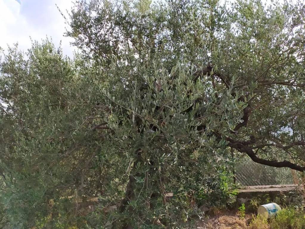 Terreno a Sirignano in Via Gesù E Maria S.N.C. - Foto 4