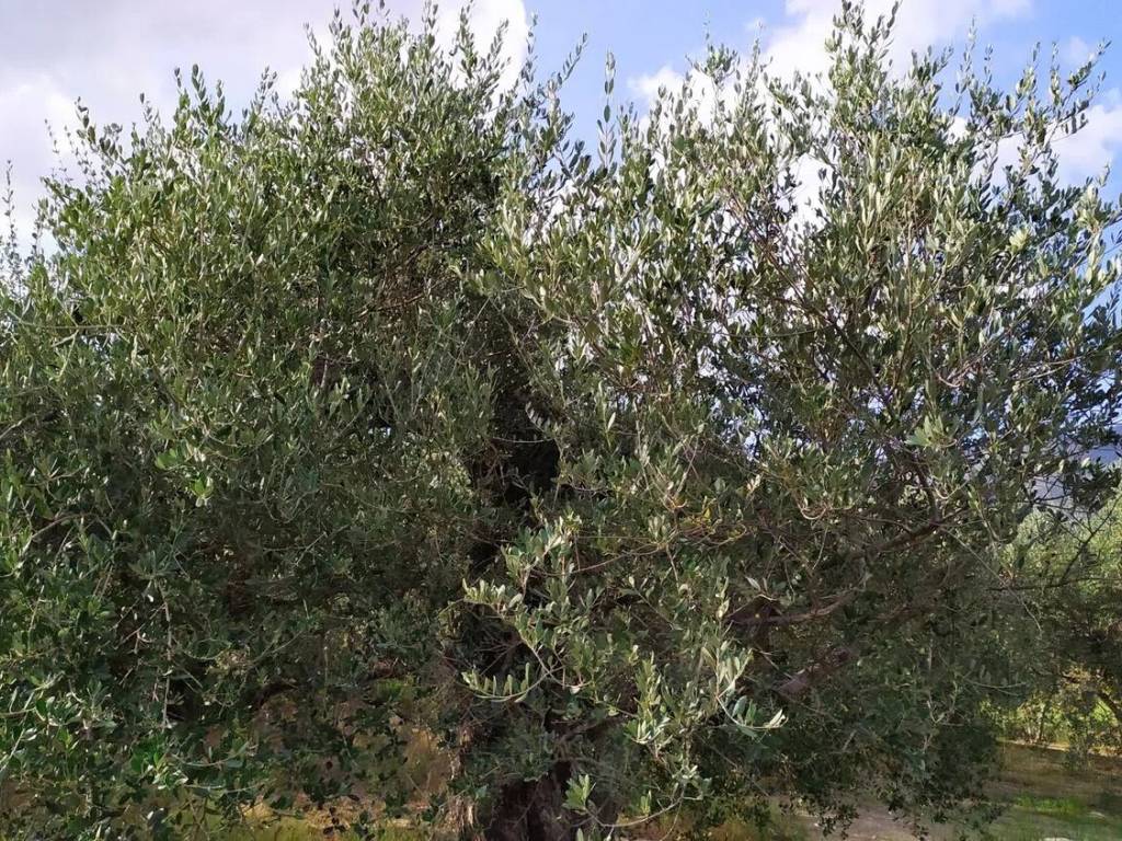 Terreno a Sirignano in Via Gesù E Maria S.N.C. - Foto 5