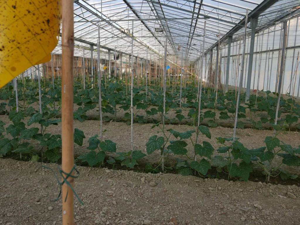 Terreno a San biagio della cima - Foto 2