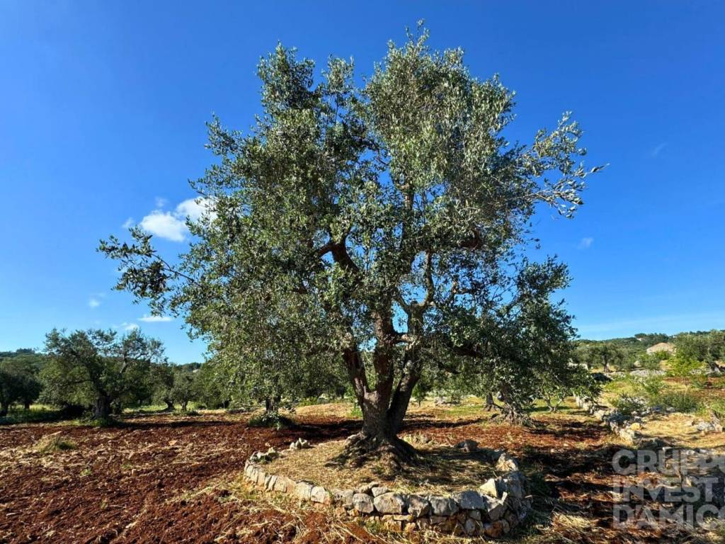 Rustico / casale a Ostuni in Contrada Badessa - Foto 5