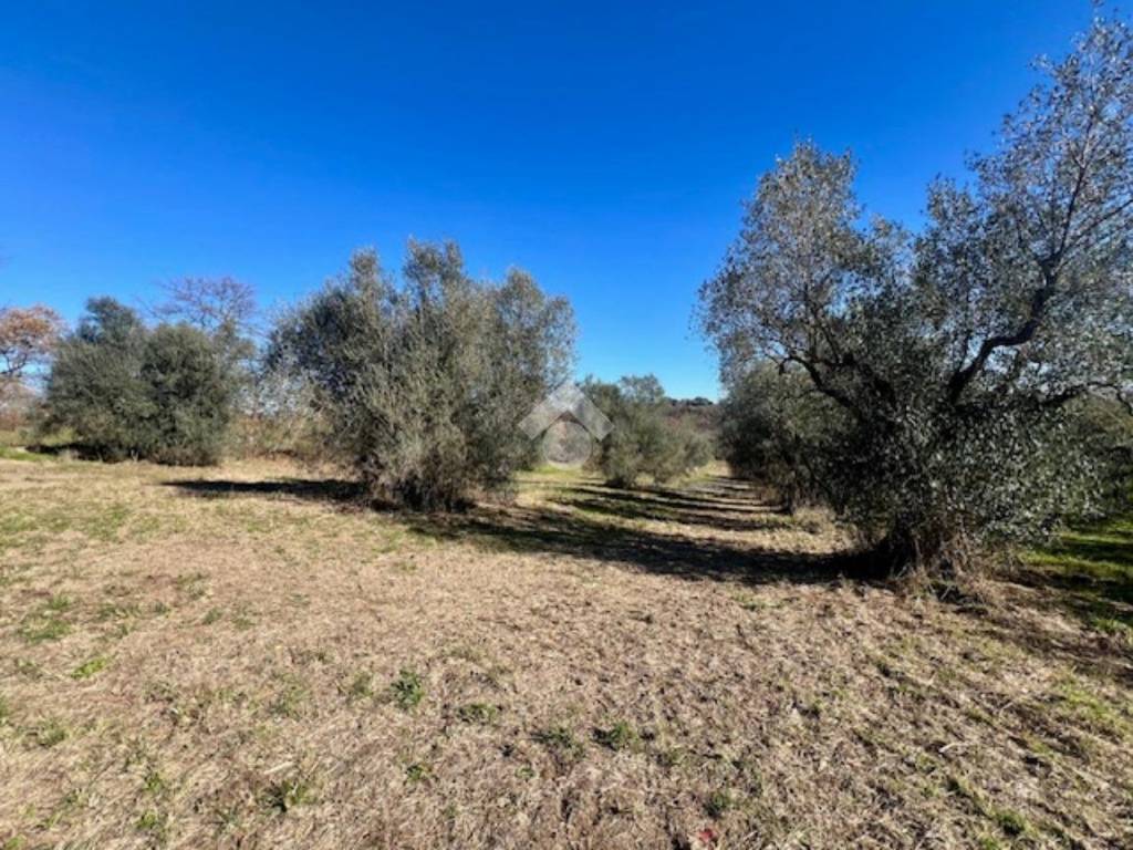 Terreno a Montefiascone in Località Commenda - Foto 2
