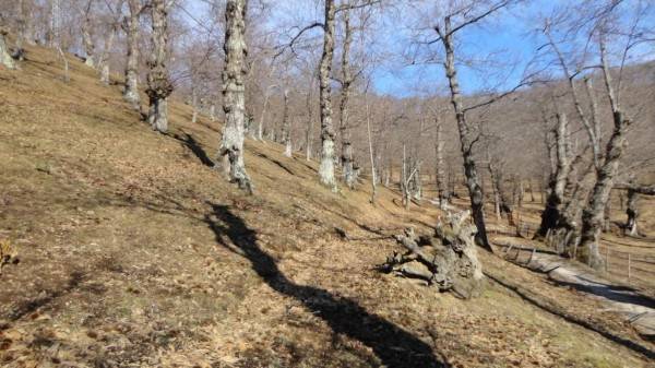 Terreno a Roccamonfina - Foto 2