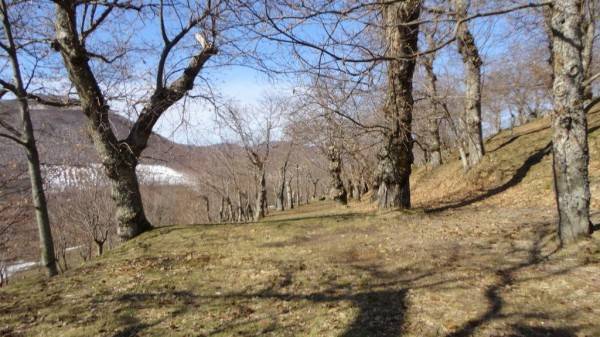 Terreno a Roccamonfina - Foto 4