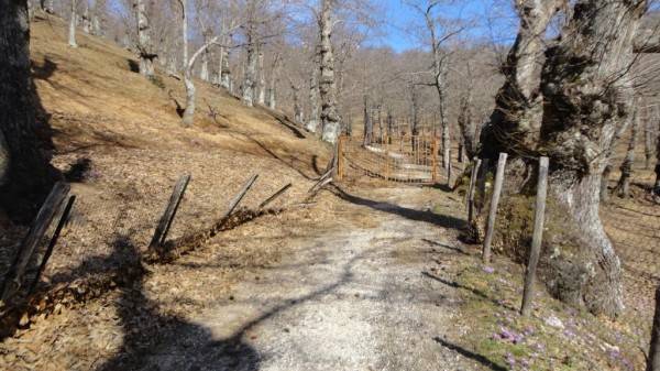 Terreno a Roccamonfina - Foto 5