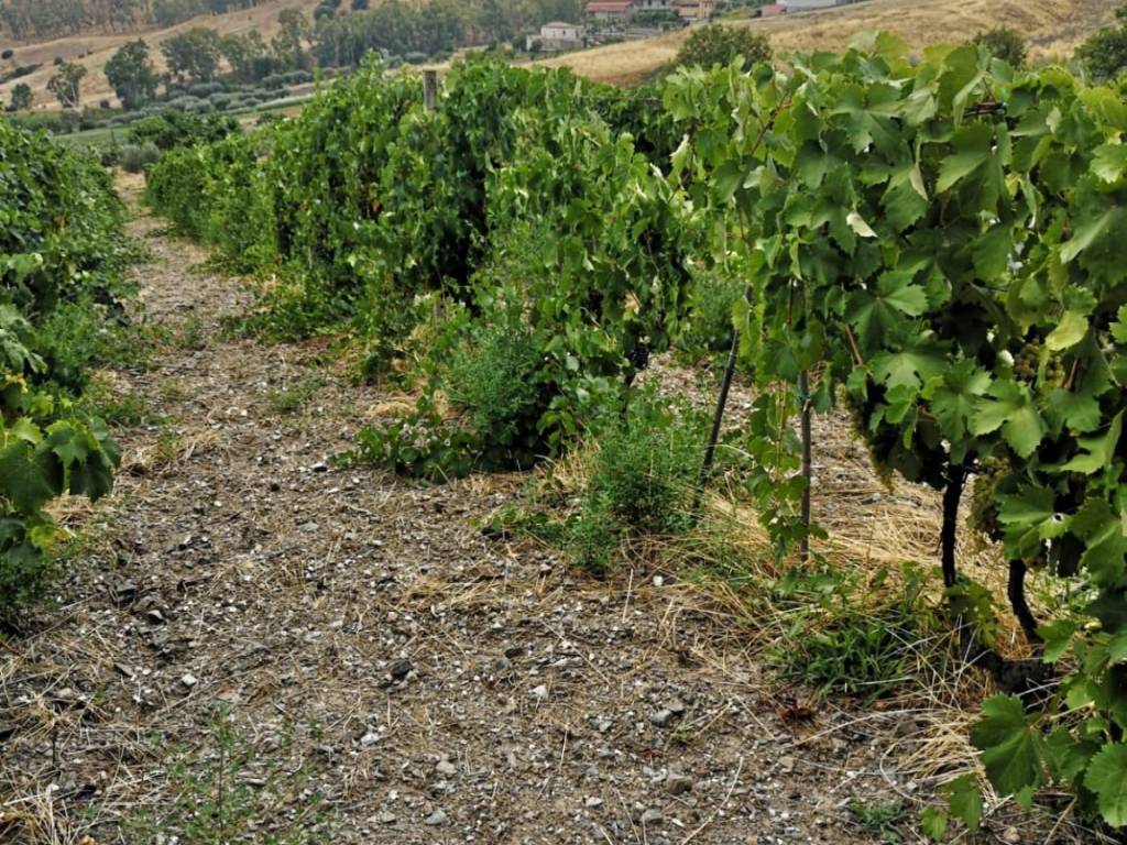 Terreno a Gioiosa ionica in Via Lazio - Foto 4