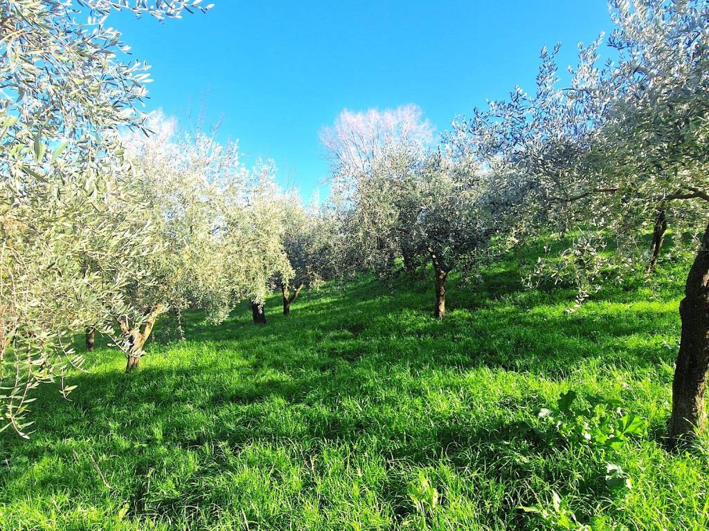 Terreno a Ospedaletto d'alpinolo in Contrada Schiavonia - Foto 3