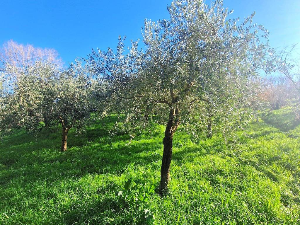 Terreno a Ospedaletto d'alpinolo in Contrada Schiavonia - Foto 4