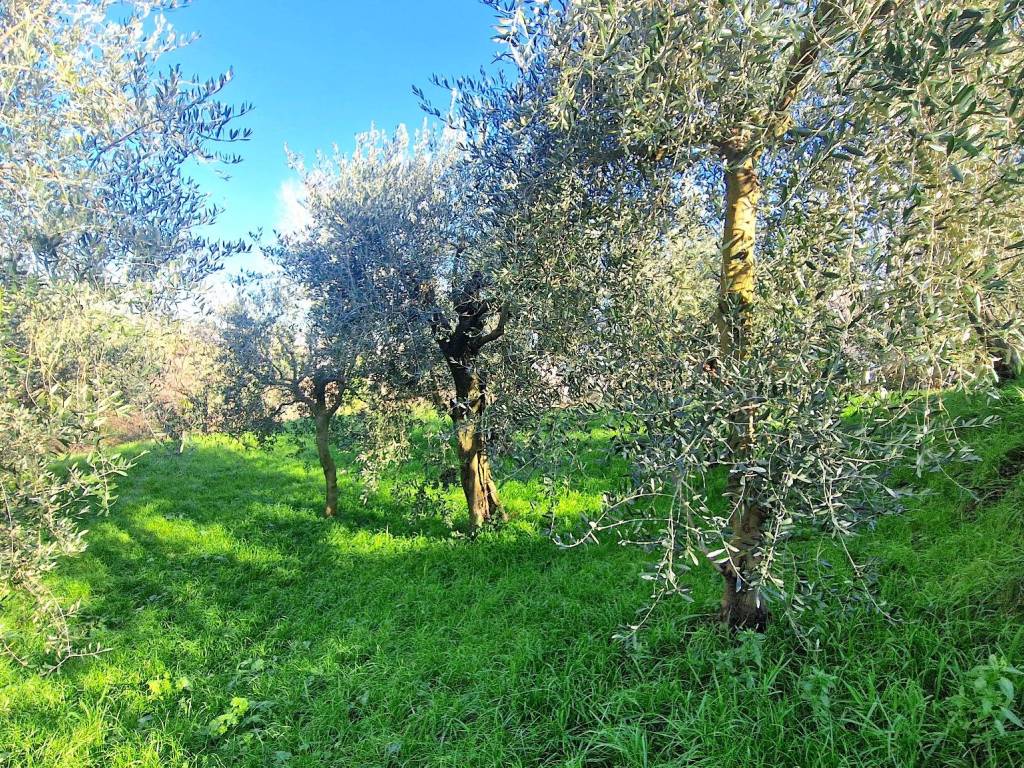 Terreno a Ospedaletto d'alpinolo in Contrada Schiavonia - Foto 5
