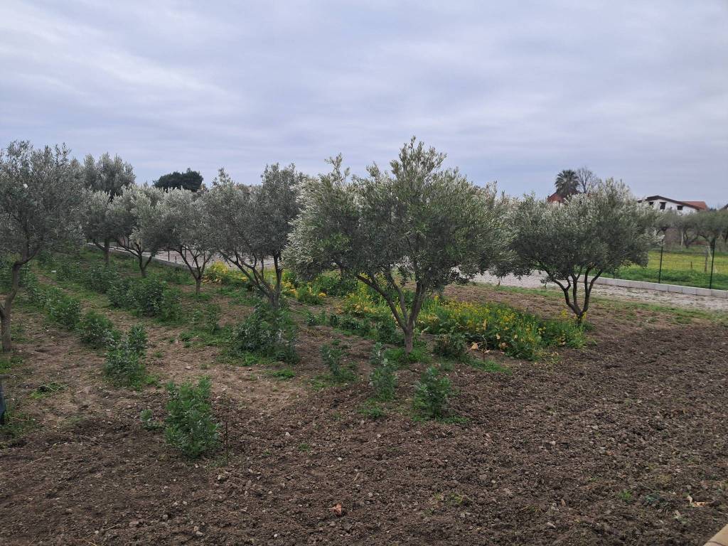 Villa a Sellia marina in Località Chiaro - Foto 5