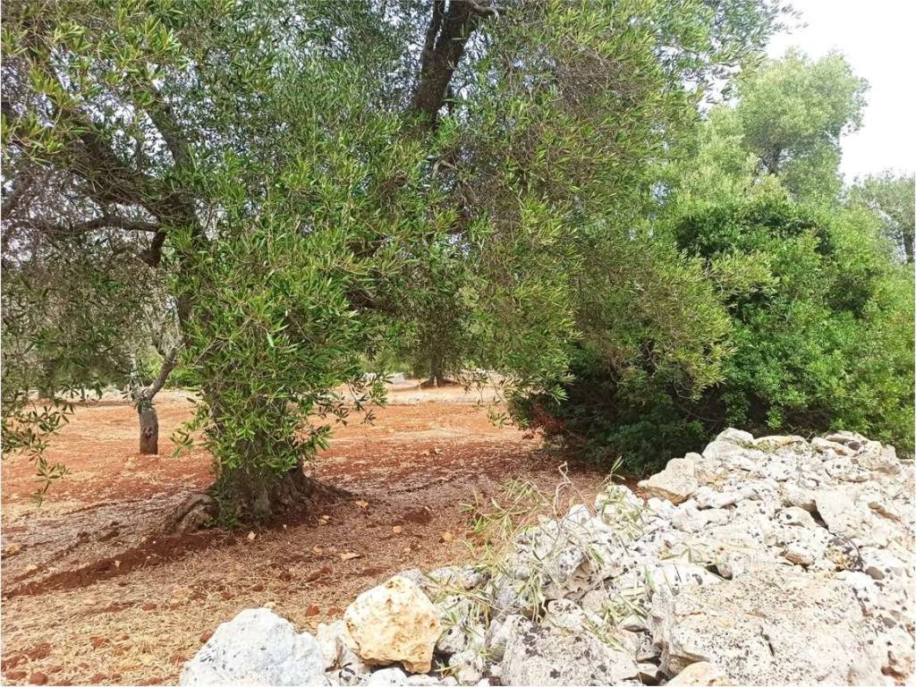 Terreno a Carovigno - Foto 4