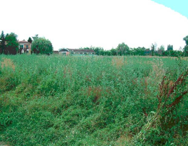 Terreno a Alessandria in Strada Vecchia Castello - Foto 5
