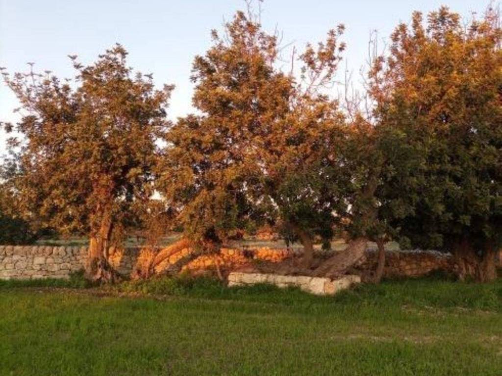 Rustico / casale a Scicli in Contrada Purrumazza s.n.c - Foto 2