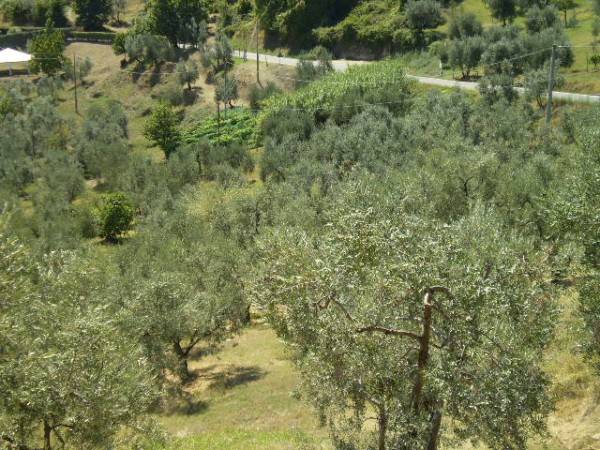 Terreno a Carmignano - Foto 2