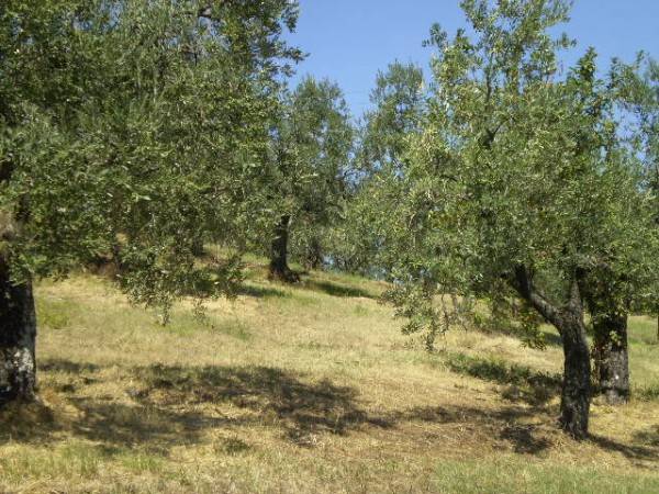 Terreno a Carmignano - Foto 5