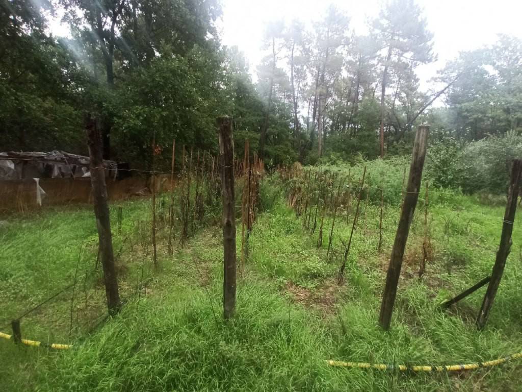 Terreno a Castiglione del lago - Foto 4