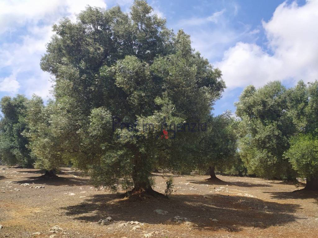 Villa a Carovigno - Foto 2