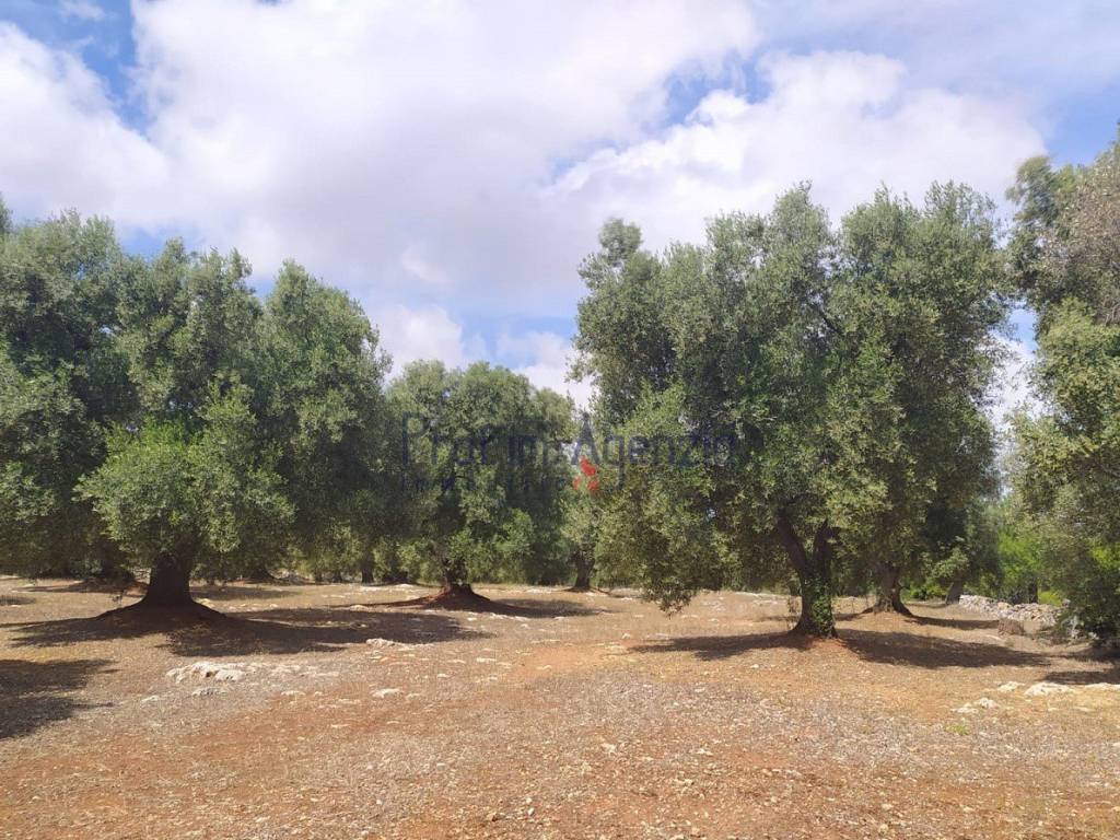 Villa a Carovigno - Foto 4