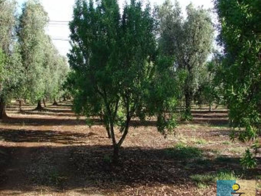 Terreno a San vito dei normanni in Contrada Grattile - Foto 4