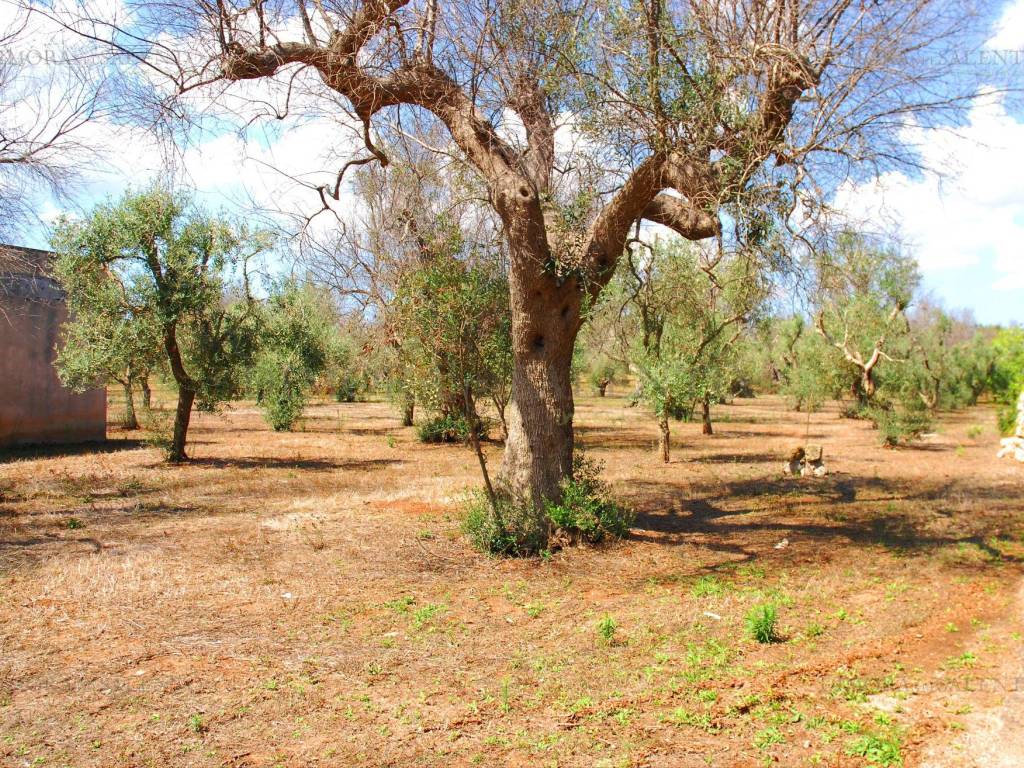 Terreno a Salve in Strada Vicinale Cariddi - Foto 2