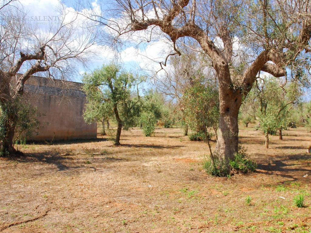Terreno a Salve in Strada Vicinale Cariddi - Foto 3