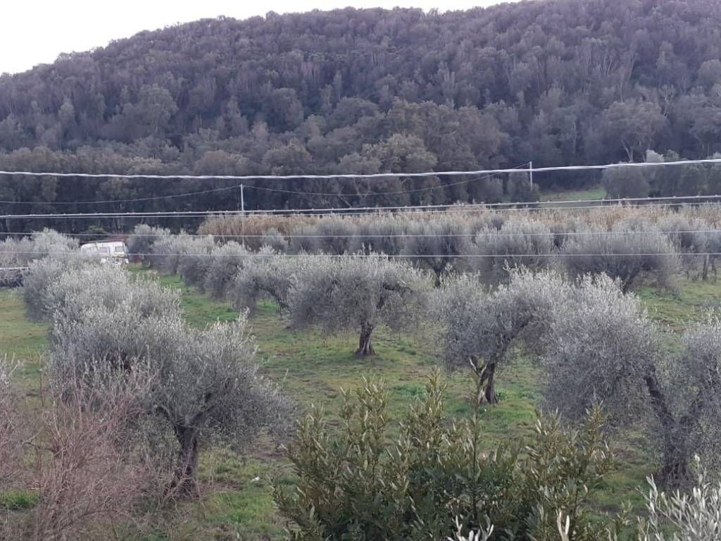 Appartamento a Castiglione della pescaia - Foto 4