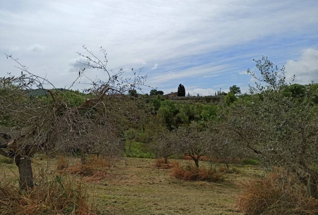 Terreno a Castiglione del lago - Foto 3
