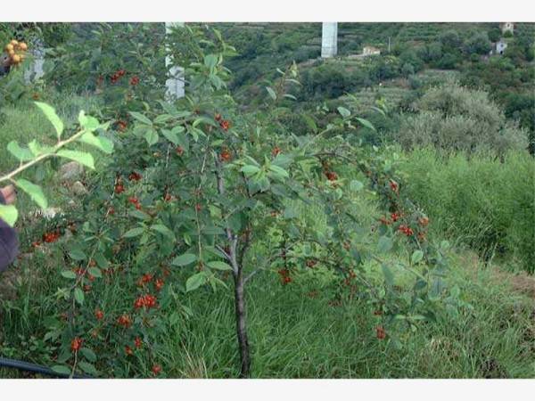 Terreno a Bordighera - Foto 5