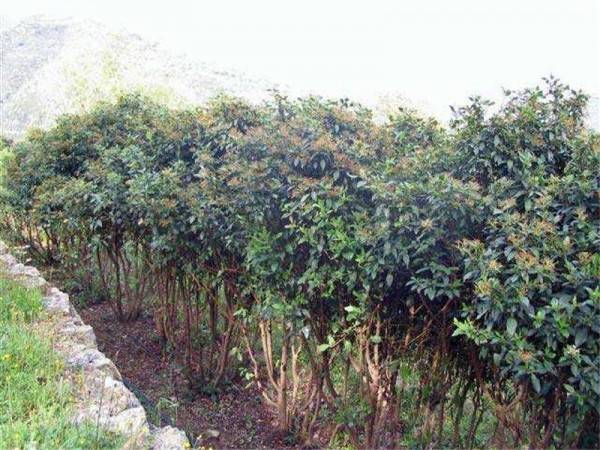Terreno a Dolceacqua - Foto 3