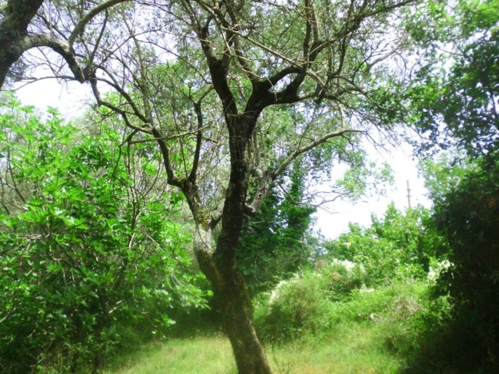 Terreno a Giffoni valle piana in Ornito s.n.c - Foto 4