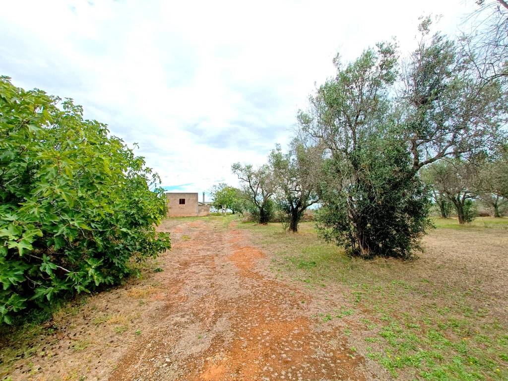 Terreno a Miggiano in via Petri - Foto 2