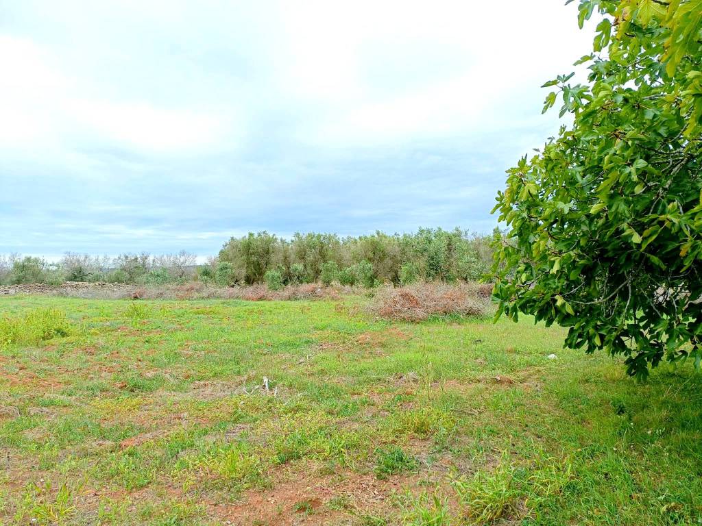 Terreno a Miggiano in via Petri - Foto 5