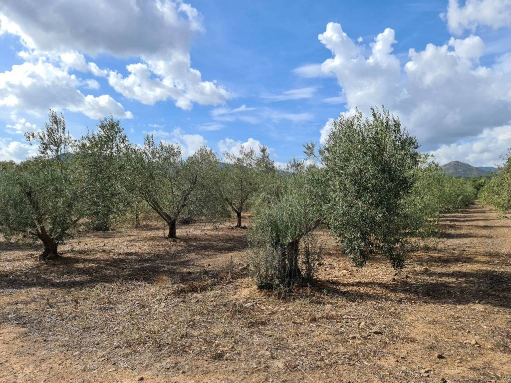 Terreno a San vito in Strada Statale Orientale Sarda - Foto 2