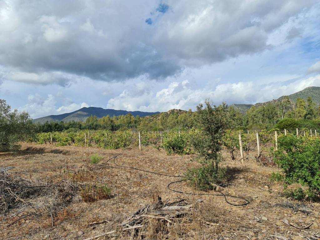 Terreno a San vito in Strada Statale Orientale Sarda - Foto 3