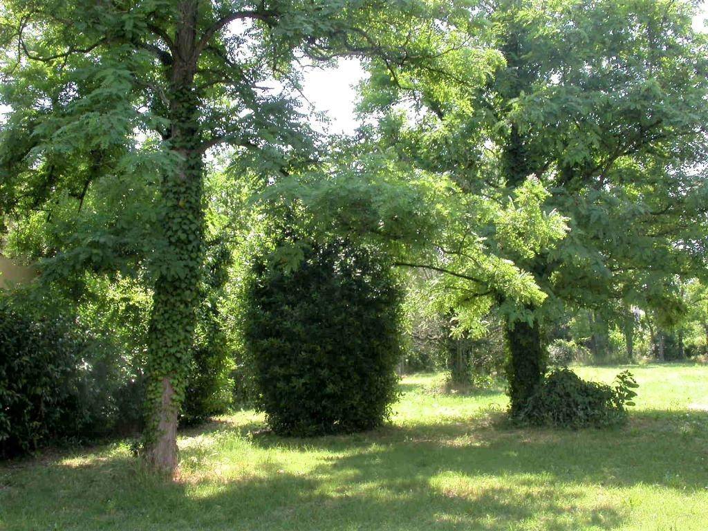 Terreno a Alfonsine - Foto 2