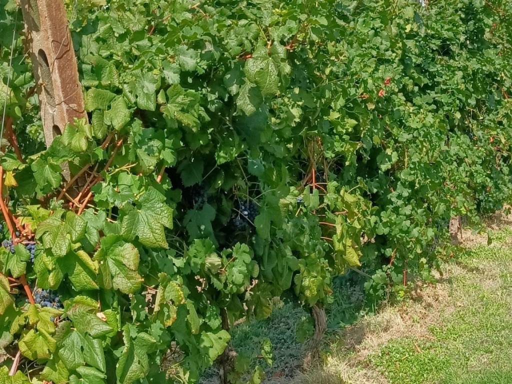 Terreno a Brisighella in Via Lame - Foto 4