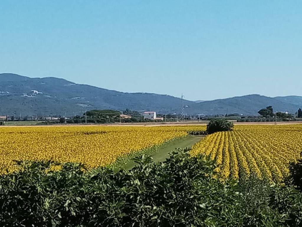 Villa a Piombino - Foto 5